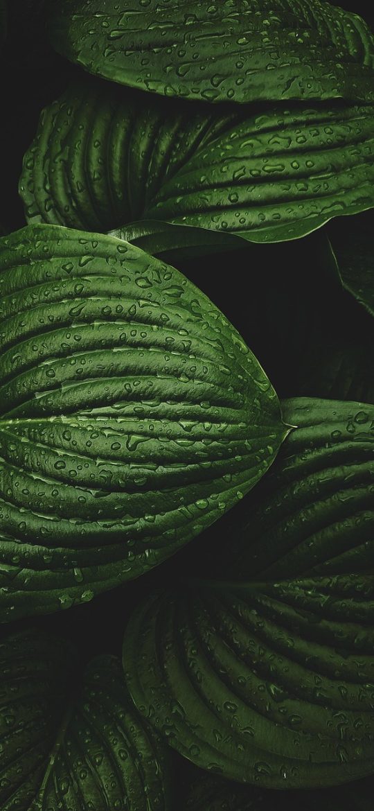 在线观看免费电影星辰 App 首页界面，深色背景的缩略图网格铺满屏幕，每张卡片右下角标注影片时长，顶部是搜索栏与分类横滑条
